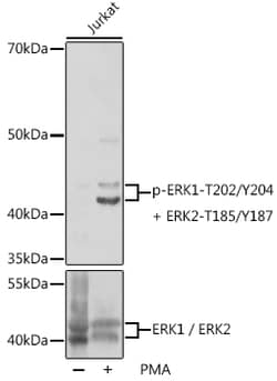 Invitrogen Phospho-ERK1/2 (Thr202, Tyr204) Polyclonal Antibody 100 &mu;L;