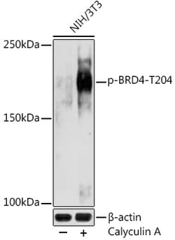 Invitrogen™ Phospho-BRD4 (Thr204) Polyclonal Antibody