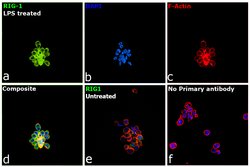 Invitrogen RIG-I Polyclonal Antibody 400 &mu;L; Unconjugated:Antibodies,