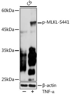Invitrogen Phospho-MLKL (Ser441) Polyclonal Antibody 100 &mu;L; Unconjugated:Antibodies,