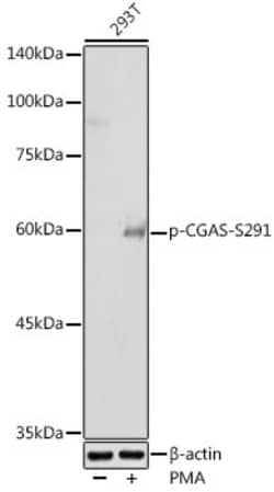 Invitrogen Phospho-cGAS (Ser291) Polyclonal Antibody 100 &mu;L; Unconjugated:Antibodies,