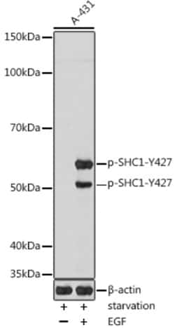 Invitrogen Phospho-SHC (Tyr427) Polyclonal Antibody 100 &mu;L; Unconjugated:Antibodies,