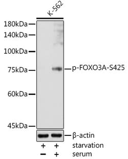 Invitrogen Phospho-FOXO3A (Ser425) Polyclonal Antibody 100 &mu;L; Unconjugated:Antibodies,