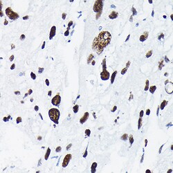 Invitrogen Phospho-c-Jun (Thr91) Polyclonal Antibody 100 &mu;L; Unconjugated:Antibodies,