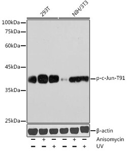 Invitrogen Phospho-c-Jun (Thr91) Polyclonal Antibody 100 &mu;L; Unconjugated:Antibodies,