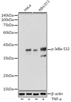 Invitrogen Phospho-IkB alpha (Ser32) Polyclonal Antibody 100 &mu;L | Buy Online | Invitrogen&trade; | Fisher Scientific