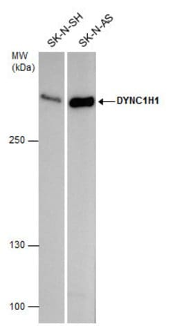 Invitrogen DYNC1H1 Polyclonal Antibody 100 &mu;L; Unconjugated:Antibodies,