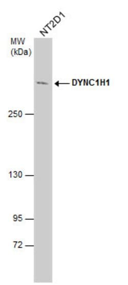 Invitrogen DYNC1H1 Polyclonal Antibody 100 &mu;L; Unconjugated:Antibodies,