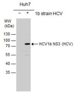 Invitrogen Hepatitis C Virus NS3 Polyclonal Antibody 100 &mu;L; Unconjugated:Antibodies,