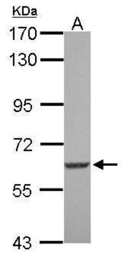 SGK3 Polyclonal Antibody, Invitrogen 100 &mu;L; Unconjugated:Antibodies,