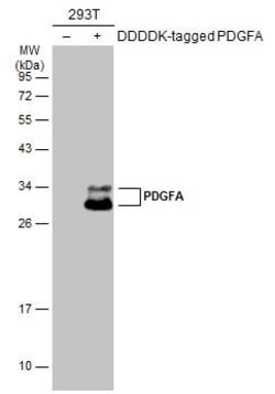 Invitrogen PDGFA Polyclonal Antibody 100 &mu;L; Unconjugated:Antibodies,