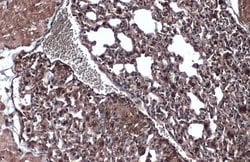 Invitrogen WNT9A Polyclonal Antibody 100 &mu;L; Unconjugated:Antibodies,