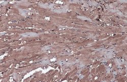 Invitrogen WNT9A Polyclonal Antibody 100 &mu;L; Unconjugated:Antibodies,