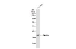 Invitrogen WNT9A Polyclonal Antibody 100 &mu;L; Unconjugated:Antibodies,
