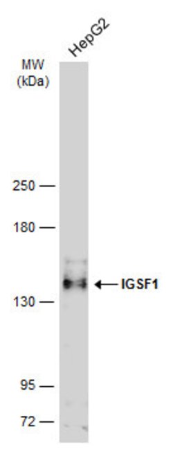 Invitrogen IGSF1 Polyclonal Antibody 100 μL; Unconjugated:Antibodies,