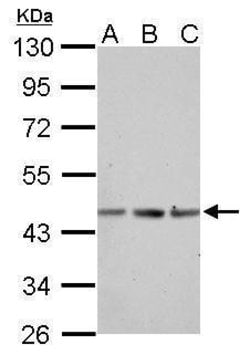 Invitrogen ACTA1 Polyclonal Antibody 100 &mu;L; Unconjugated:Antibodies,
