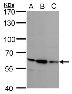Invitrogen STS Polyclonal Antibody 100 &mu;L; Unconjugated:Antibodies,
