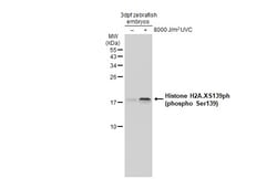 Invitrogen Phospho-Histone H2A.X (Ser139) Polyclonal Antibody 100 &mu;L;