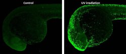 Invitrogen Phospho-Histone H2A.X (Ser139) Polyclonal Antibody 100 &mu;L;