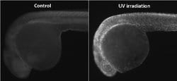 Invitrogen Phospho-Histone H2A.X (Ser139) Polyclonal Antibody 100 &mu;L;