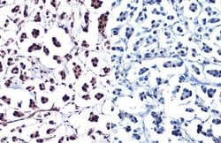 Invitrogen Phospho-Histone H2A.X (Ser139) Polyclonal Antibody 100 &mu;L;