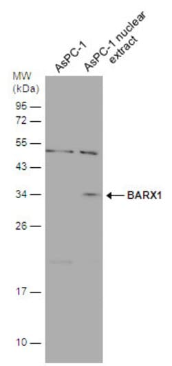Invitrogen BarX1 Polyclonal Antibody 100 &mu;L | Buy Online | Invitrogen&trade; | Fisher Scientific