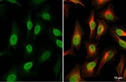 Invitrogen Histone H4 Polyclonal Antibody 100 &mu;L; Unconjugated:Antibodies,