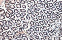 Invitrogen Histone H4 Polyclonal Antibody 100 &mu;L; Unconjugated:Antibodies,