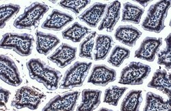 Invitrogen Histone H4 Polyclonal Antibody 100 &mu;L; Unconjugated:Antibodies,