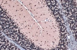 Invitrogen Histone H4 Polyclonal Antibody 100 &mu;L; Unconjugated:Antibodies,