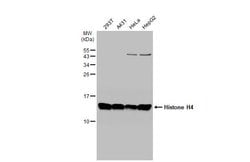 Invitrogen Histone H4 Polyclonal Antibody 100 &mu;L; Unconjugated:Antibodies,