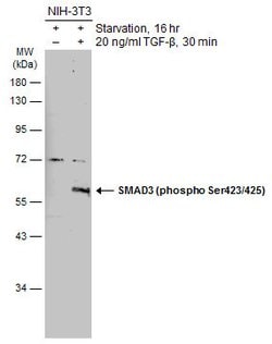 Invitrogen Phospho-SMAD3 (Ser423, Ser425) Polyclonal Antibody 100 &mu;L;