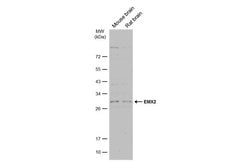 Invitrogen EMX2 Polyclonal Antibody 100 &mu;L; Unconjugated:Antibodies,