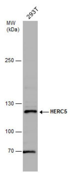 Invitrogen HERC5 Polyclonal Antibody 100 &mu;L | Buy Online | Invitrogen&trade; | Fisher Scientific