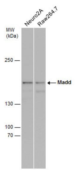 Invitrogen MADD Polyclonal Antibody 100 &mu;L | Buy Online | Invitrogen&trade; | Fisher Scientific