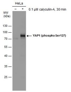 Invitrogen Phospho-YAP1 (Ser127) Polyclonal Antibody 100 &mu;L; Unconjugated:Antibodies,