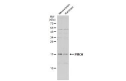 Invitrogen PMCH Polyclonal Antibody 100 &mu;L; Unconjugated:Antibodies,