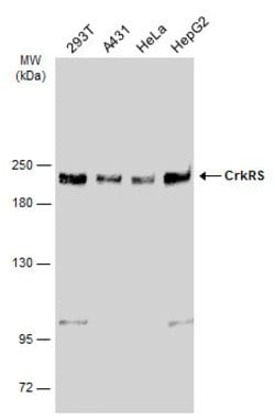Invitrogen CrkRS Polyclonal Antibody 100 &mu;L; Unconjugated:Antibodies,