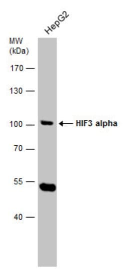 Invitrogen HIF3A Polyclonal Antibody 100 &mu;L | Buy Online | Invitrogen&trade; | Fisher Scientific