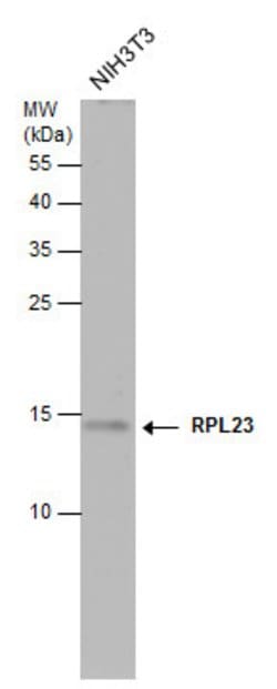 Invitrogen RPL23 Polyclonal Antibody 100 &mu;L; Unconjugated:Antibodies,