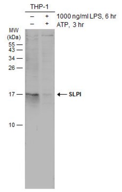 Invitrogen SLPI Polyclonal Antibody 100 &mu;L; Unconjugated:Antibodies,