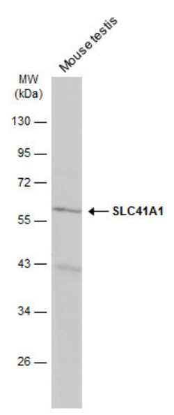 Invitrogen SLC41A1 Polyclonal Antibody 100 &mu;L; Unconjugated:Antibodies,