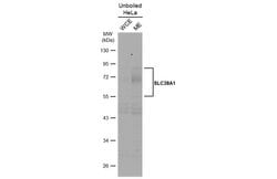 Invitrogen SLC38A1 Polyclonal Antibody 100 &mu;L; Unconjugated:Antibodies,