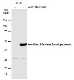 Invitrogen West Nile Virus Envelope Polyclonal Antibody 100 &mu;L; Unconjugated:Antibodies,