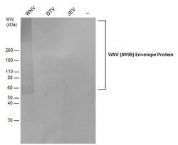 Invitrogen West Nile Virus Envelope Polyclonal Antibody 100 &mu;L; Unconjugated:Antibodies,