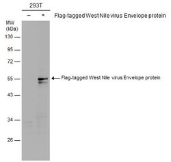 Invitrogen West Nile Virus Envelope Polyclonal Antibody 100 &mu;L; Unconjugated:Antibodies,