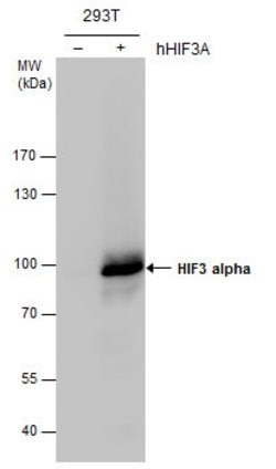 Invitrogen HIF3A Polyclonal Antibody 100 &mu;L, Unconjugated:Antibodies,