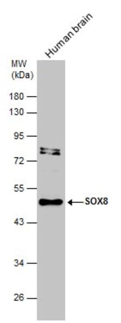 Invitrogen SOX8 Polyclonal Antibody 100 &mu;L; Unconjugated:Antibodies,