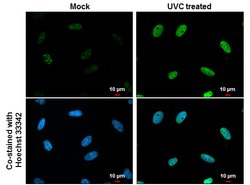 Invitrogen Phospho-CHK1 (Ser317) Polyclonal Antibody 100 &mu;L; Unconjugated:Antibodies,
