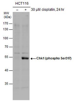 Invitrogen Phospho-CHK1 (Ser317) Polyclonal Antibody 100 &mu;L; Unconjugated:Antibodies,